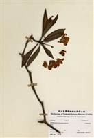 藏品(小西氏杜鵑)的圖片